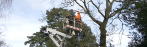 Tree Care